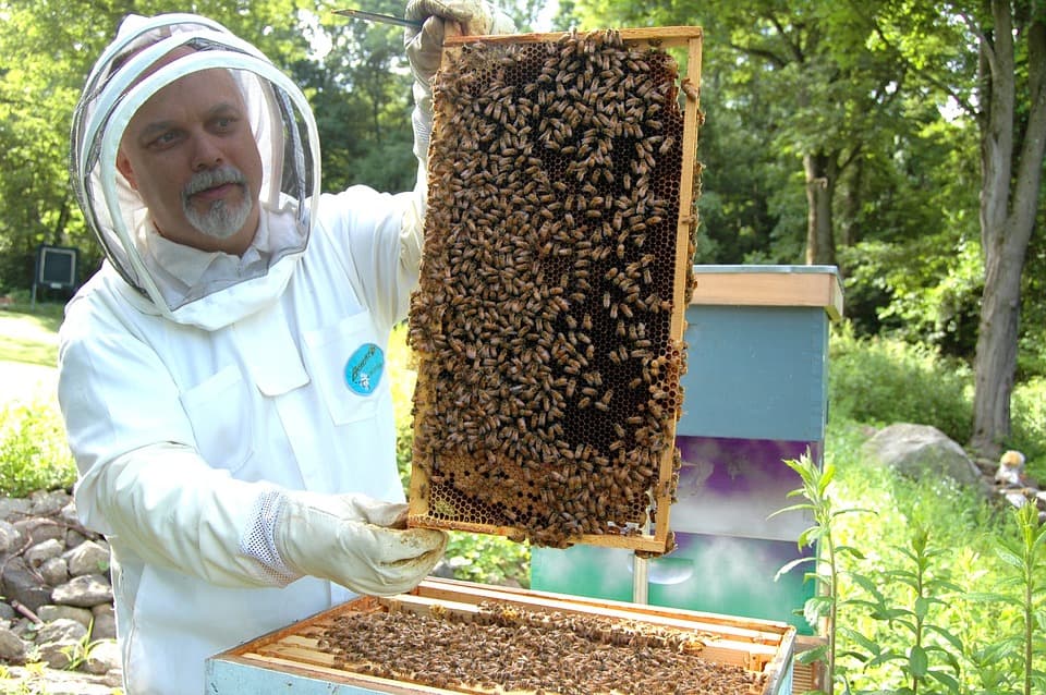Пчелиная рамка с пчелами